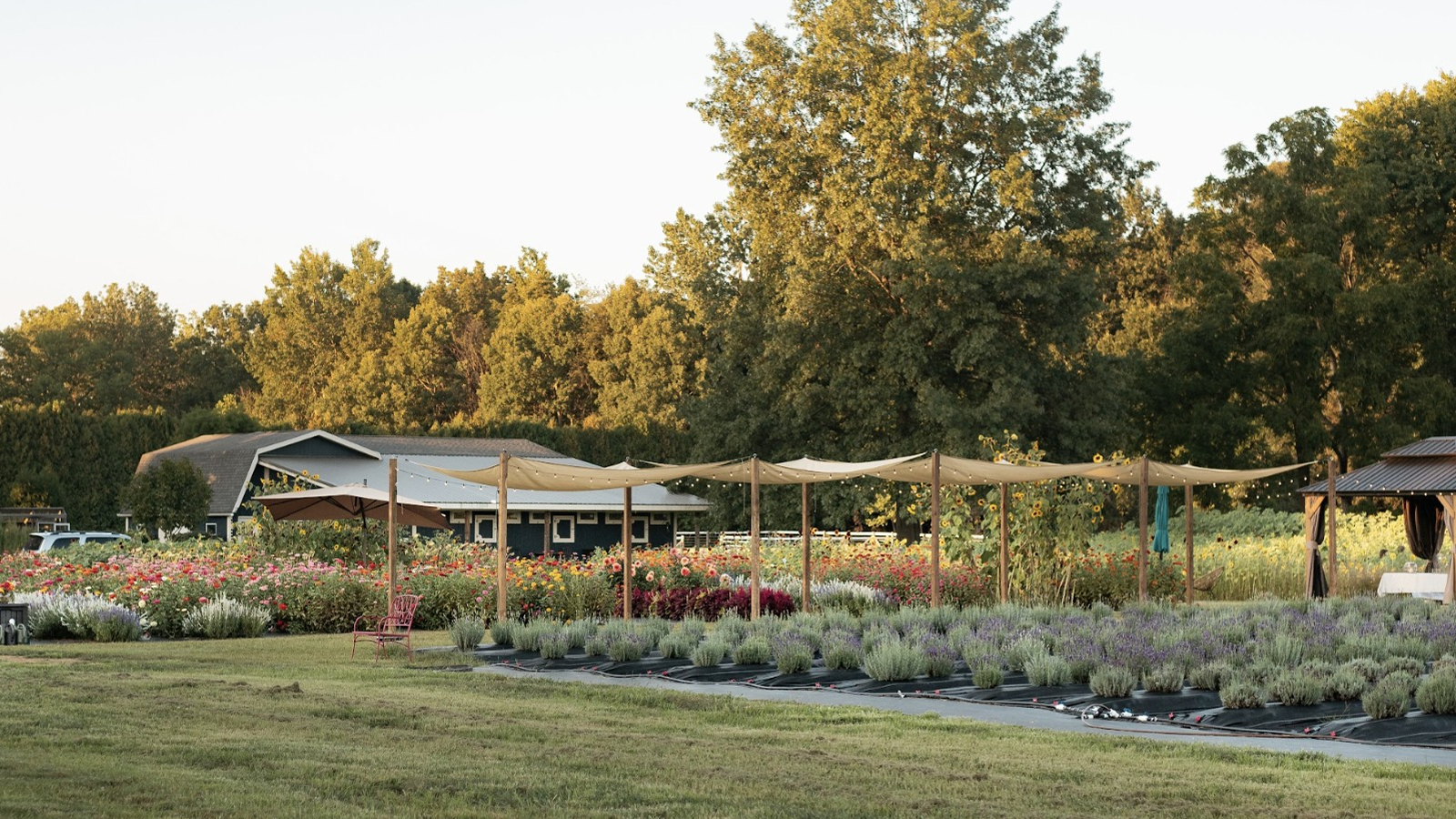 Apollo Basket Lavender farm