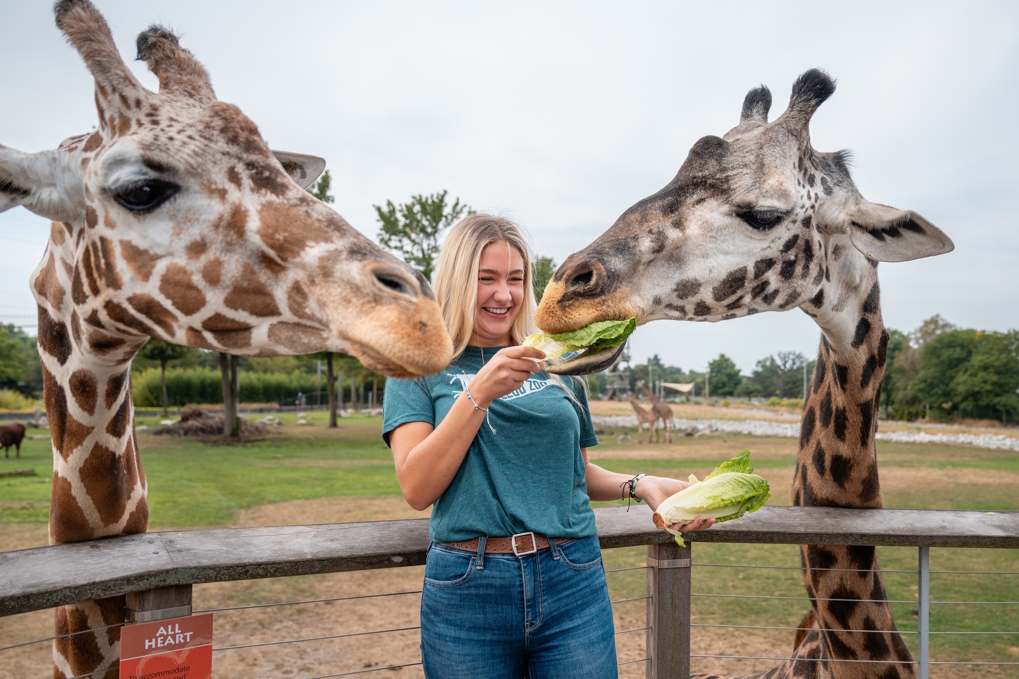 woman feeding two giraffes