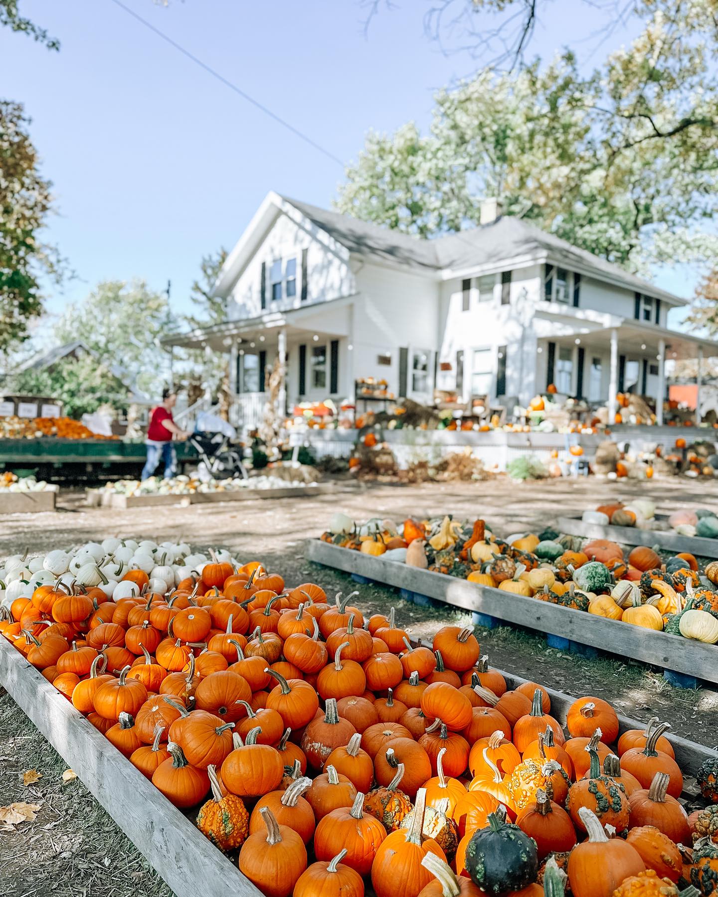 Top Fall Activities in Toledo: Pumpkin Patches, Corn Mazes, Festivals & More